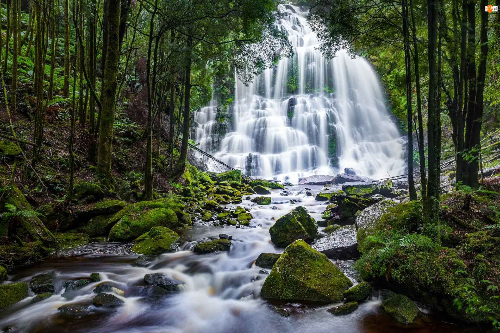 Australia, Mech, Potok, Kamienie, Drzewa, Las, Wodospad, Skały, Nelson Falls, Tasmania