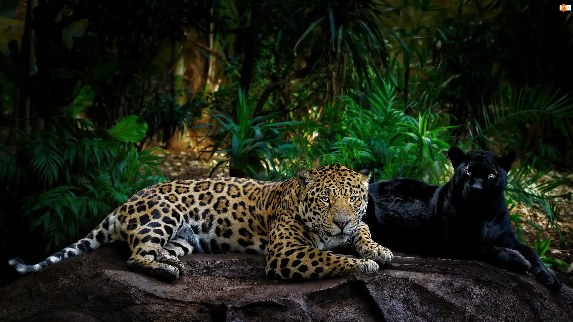 Grafika 2D, Czarna pantera, Jaguar, Skała