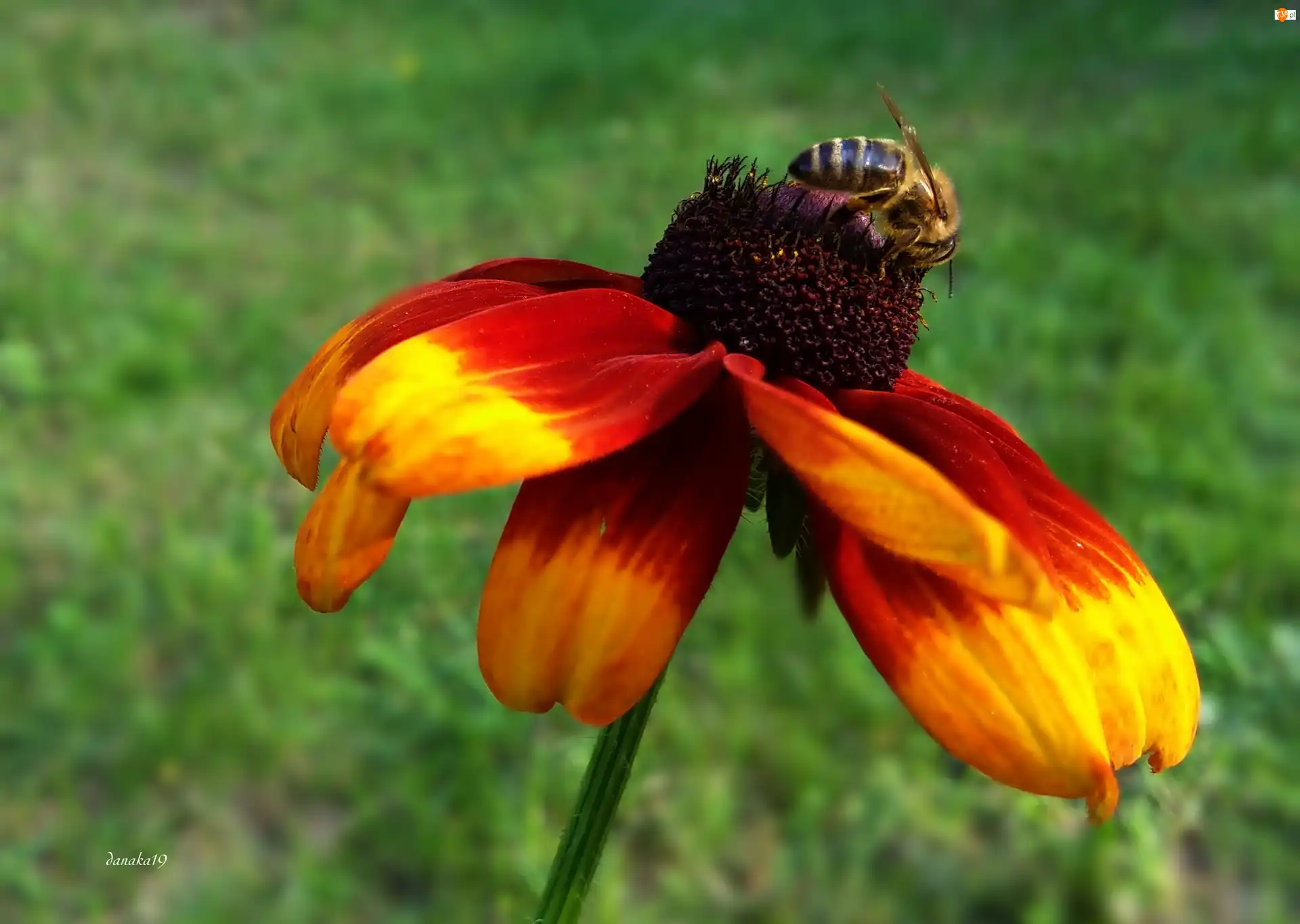 Pszczoła, Kwiat, Rudbekia, Owad