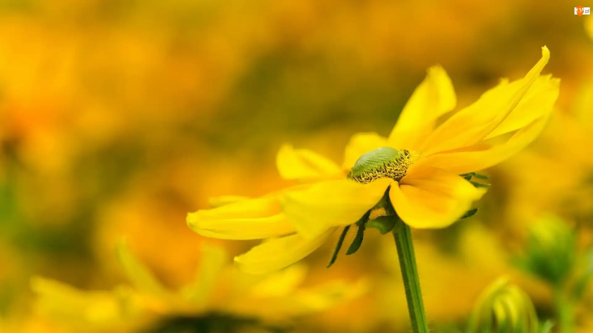 Rozmyte tło, Żółty, Kwiat, Rudbekia
