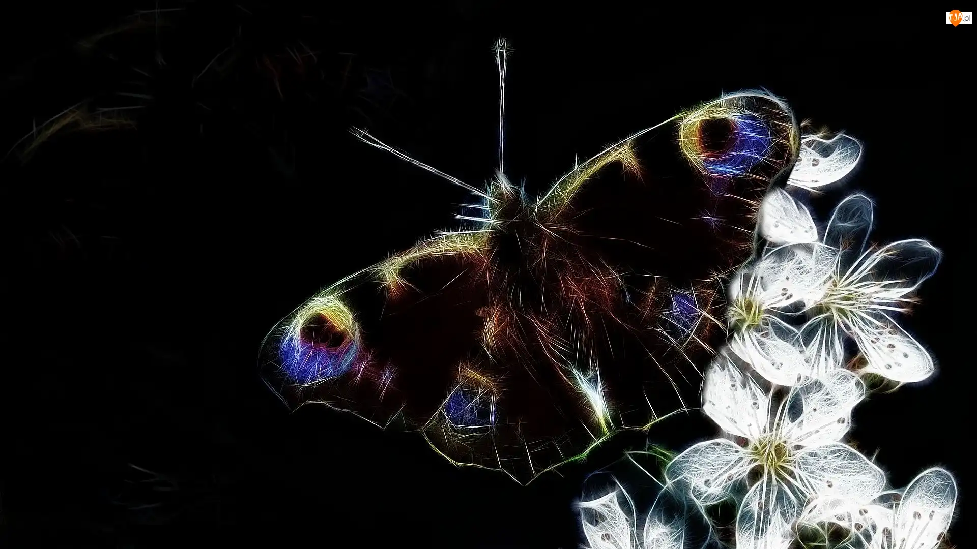 Białe, Motyl, Czarne, Fractalius, Kwiaty, Tło