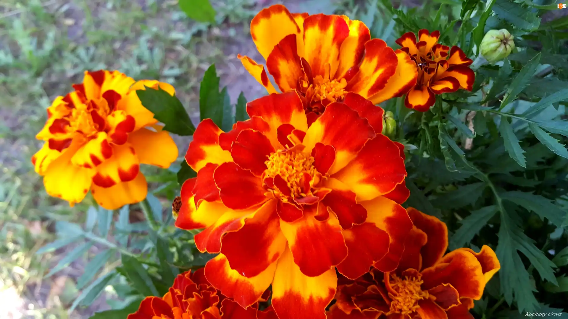 Aksamitki, Żółto, Czerwone
