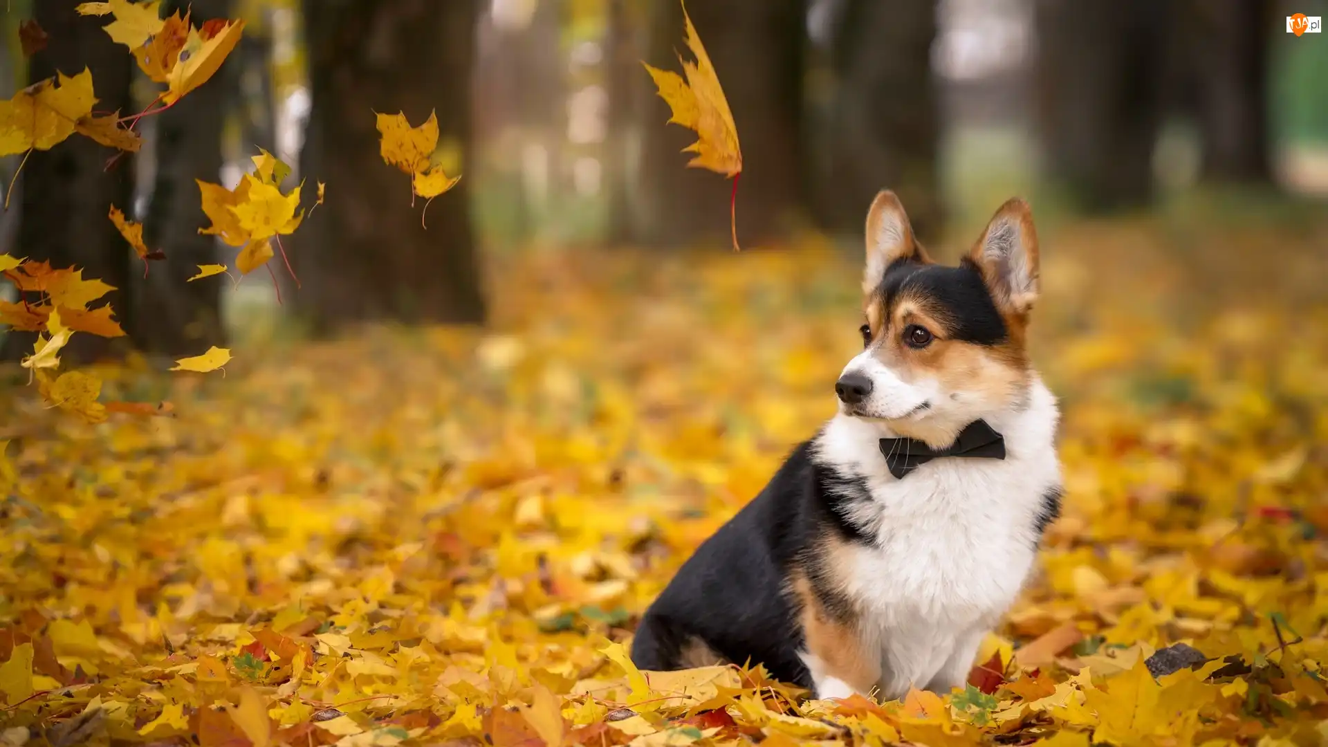 Liście, Pies, Welsh corgi cardigan