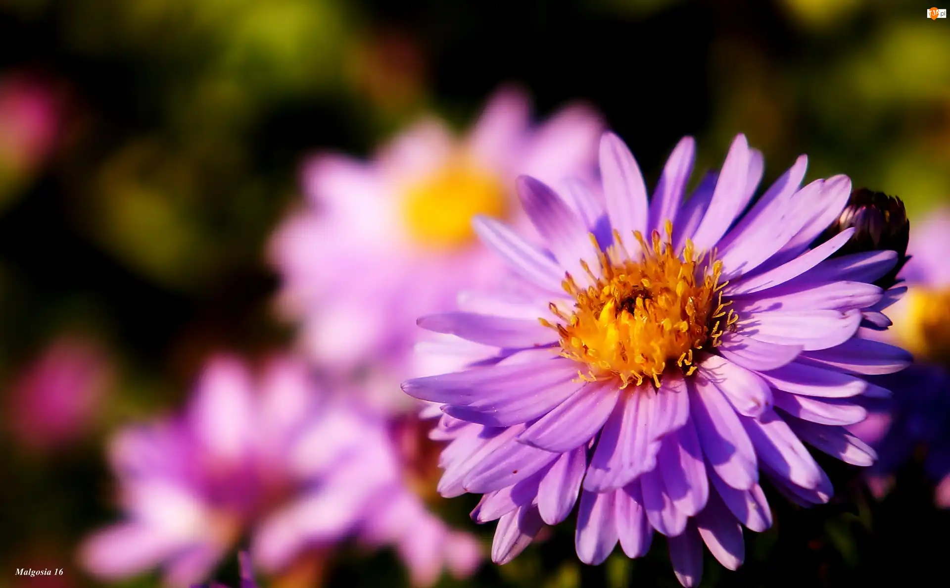 Aster, Kwitnący, Fioletowy