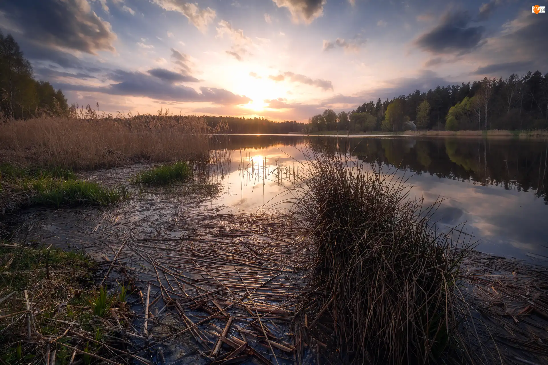 Polska, Zalew Czapielówka, Podlaskie, Trawa, Czarna Białostocka, Drzewa, Zachód słońca, Jezioro, Szuwary