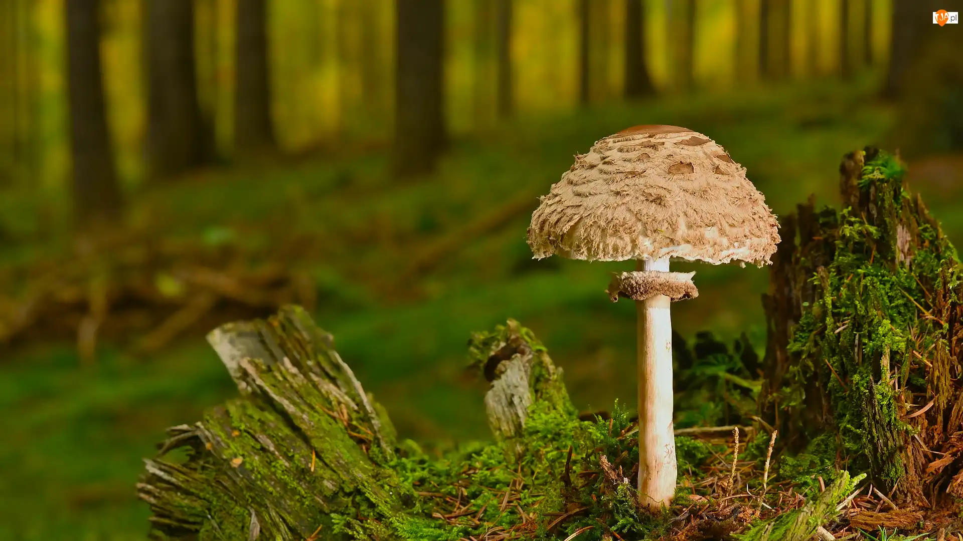 Ściółka, Grzyb, Las, Mech