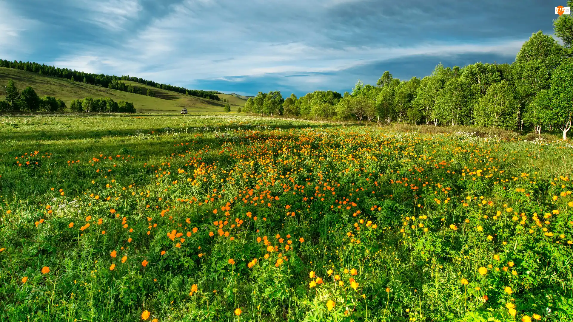 Wzgórze, Chmury, Kwiaty, Łąka, Drzewa