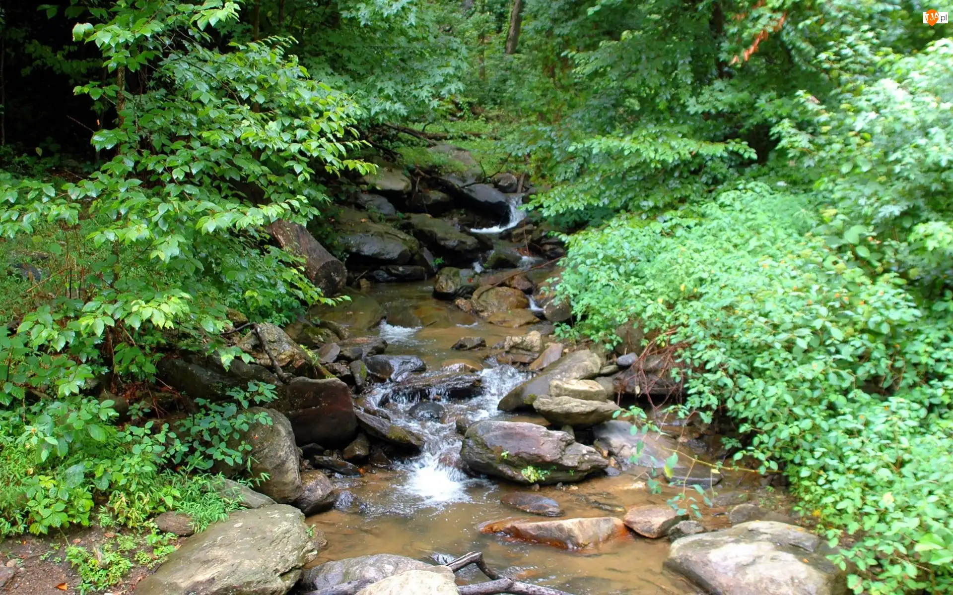 Potok, Las, Wiosna, USA, Kamienie, Georgia