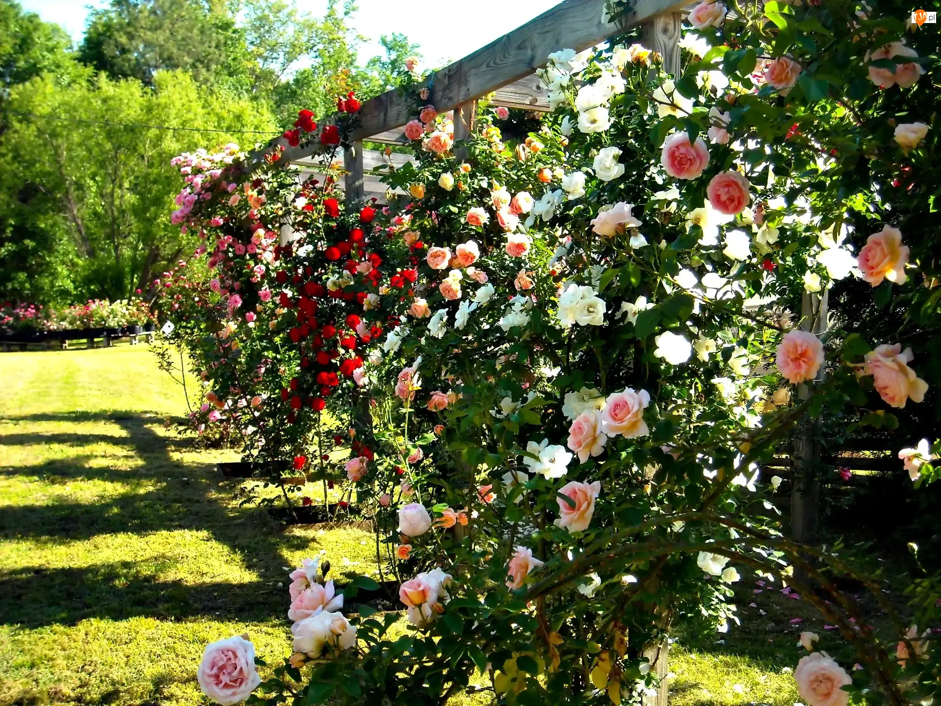 Ogród, Róże, Pergola, Lato