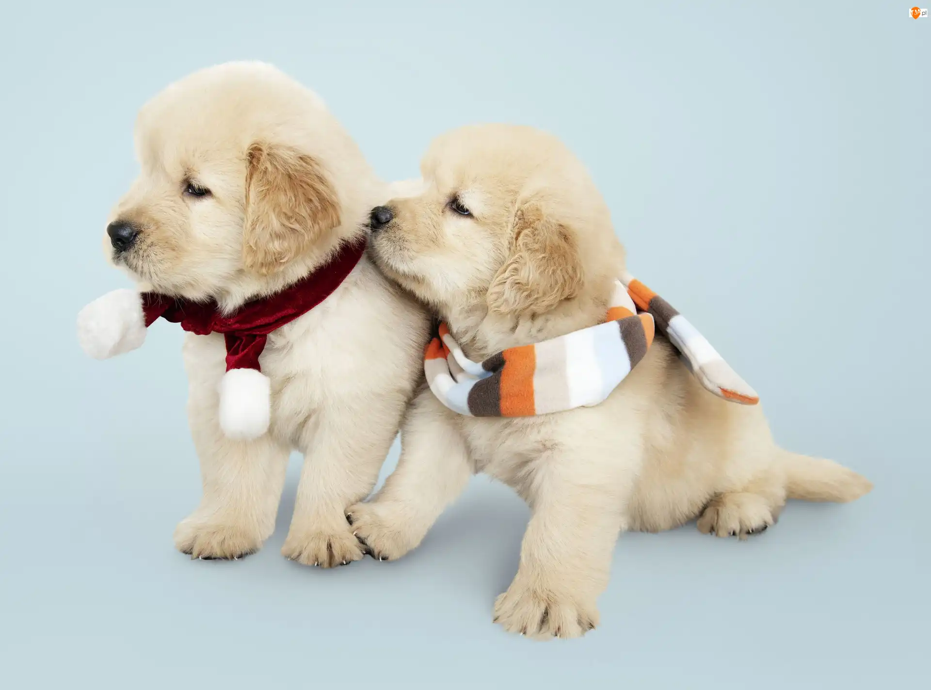 Golden retriever, Szaliki, Szczeniaki, Psy, Kolorowe