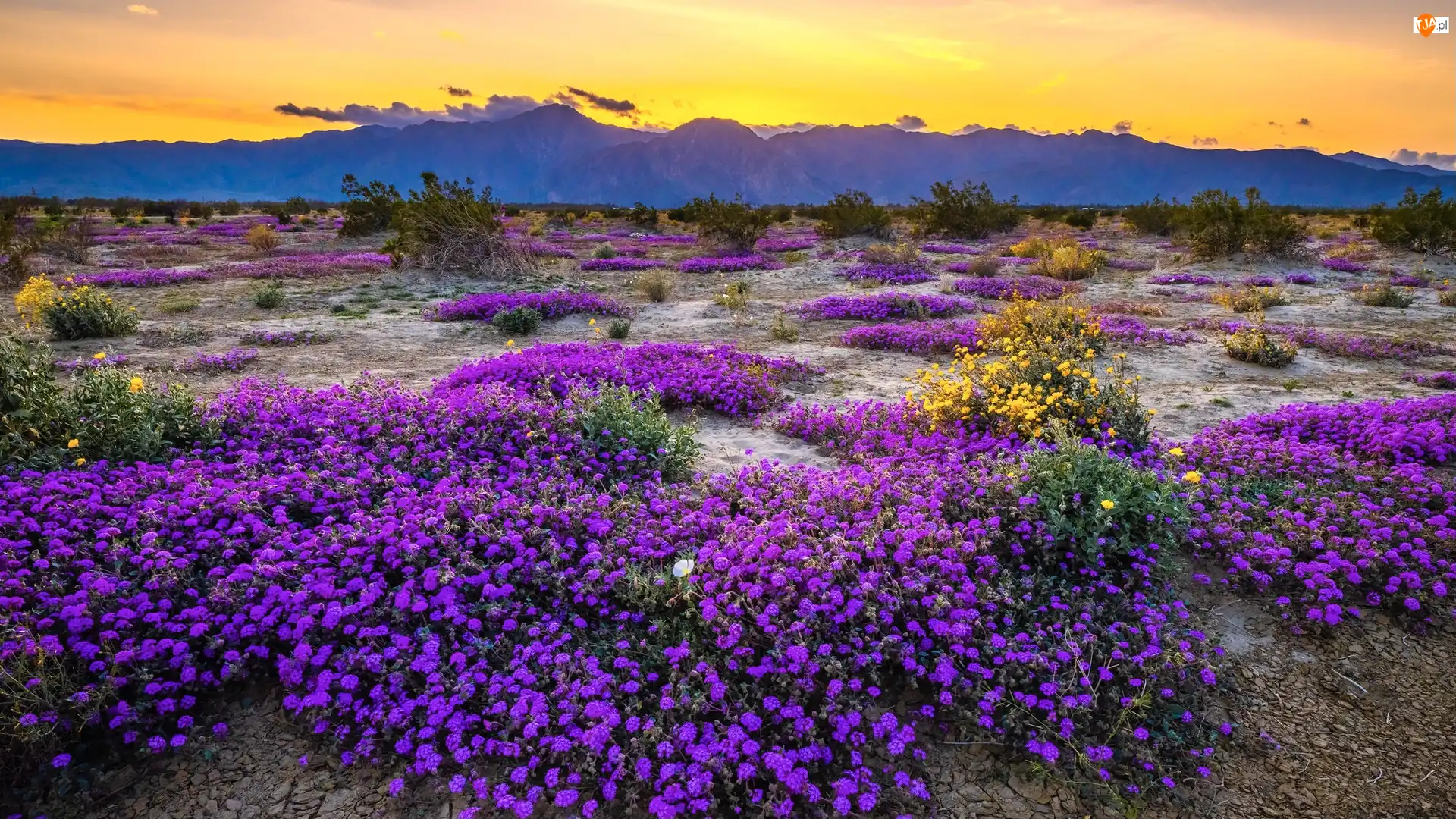 Kalifornia, Stany Zjednoczone, Park Stanowy Anza Borrego, Krzewy, Góry, Kwiaty