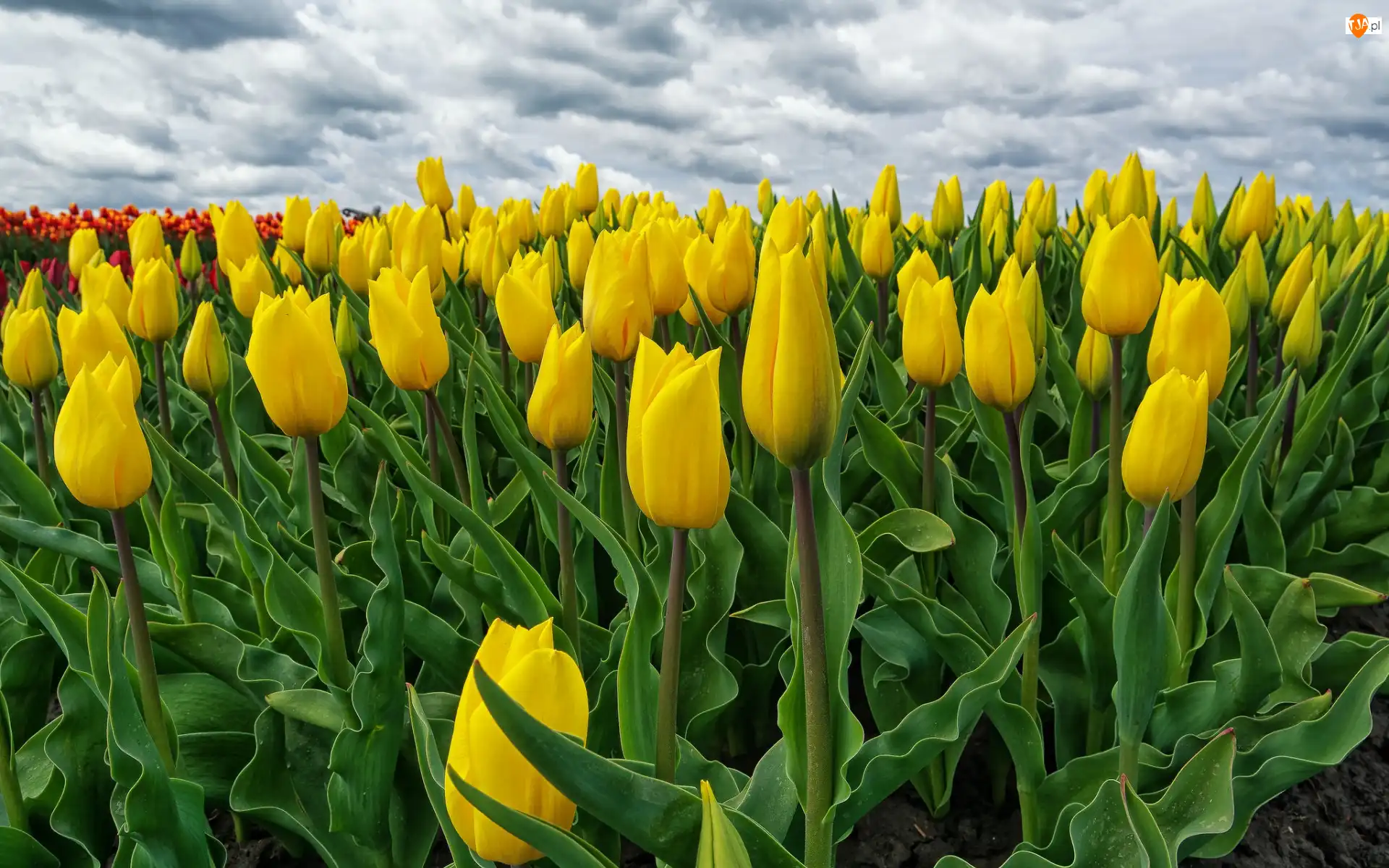 Chmury, Żółte, Tulipany, Pole