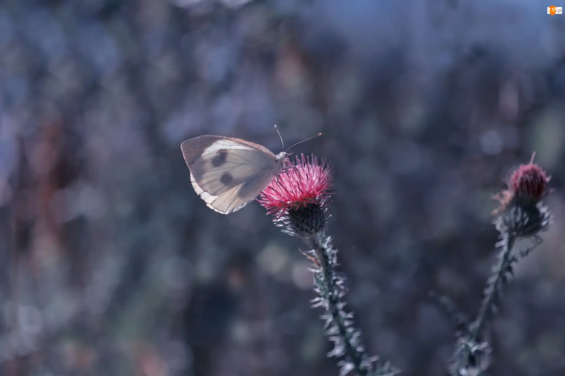 Oset, Motyl, Bielinek, Kwiat