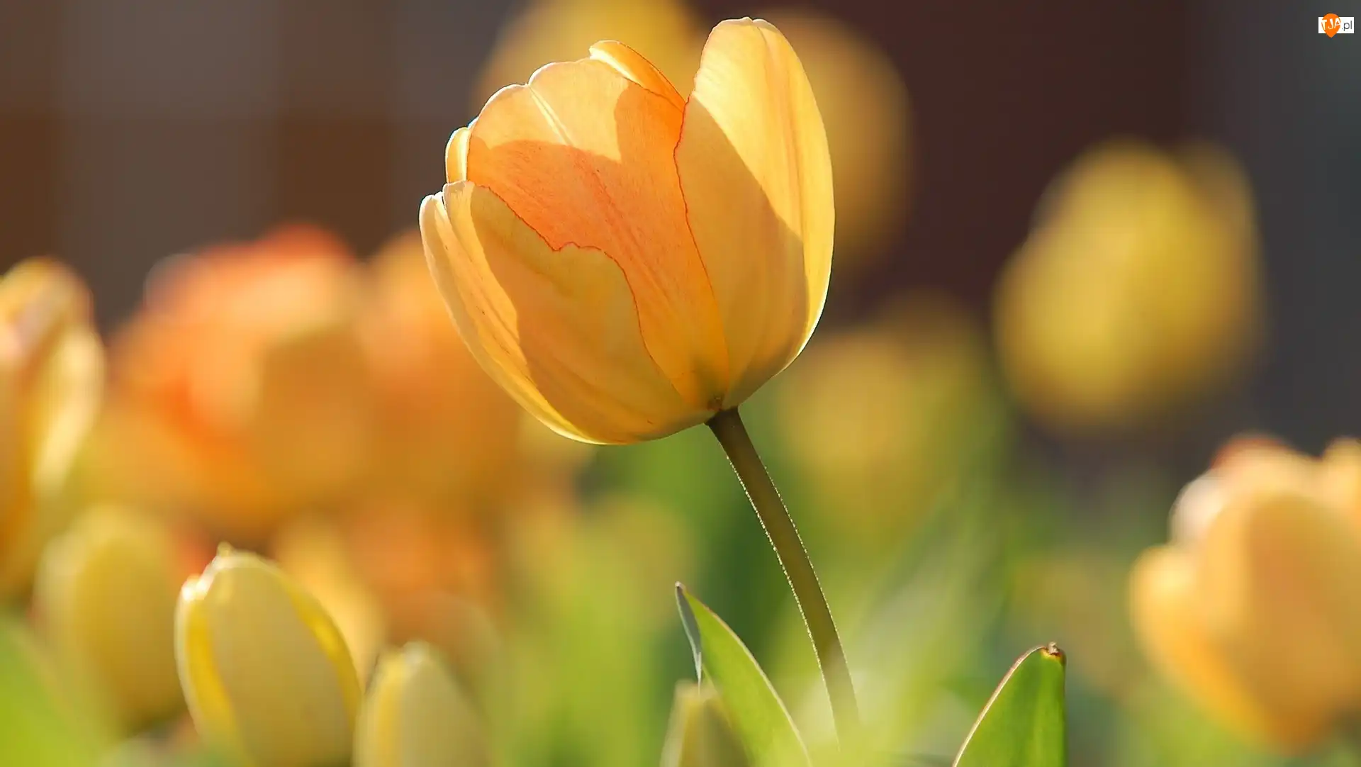 Kwiaty, Żółte, Tulipany