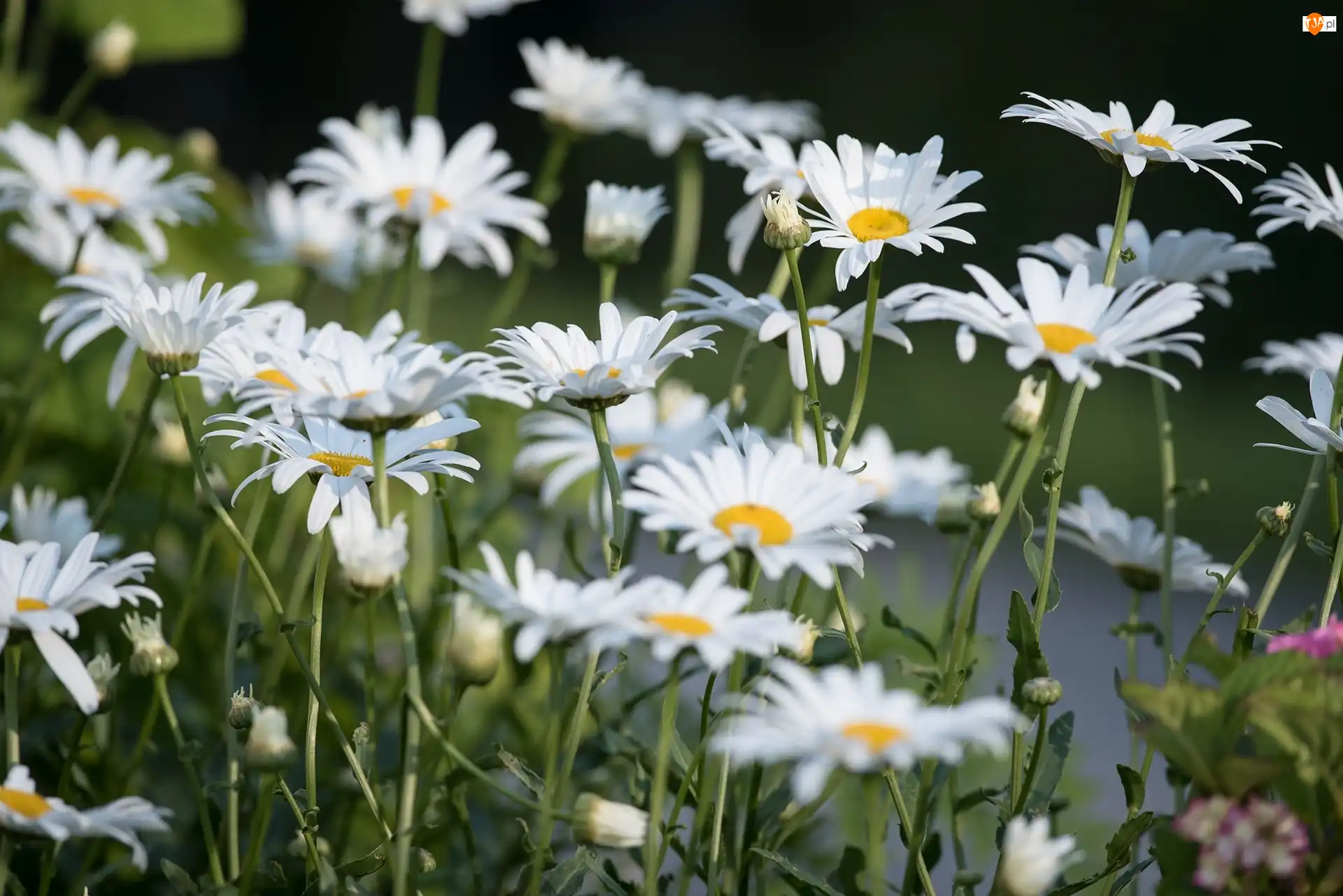 Margerytki, Kwiaty