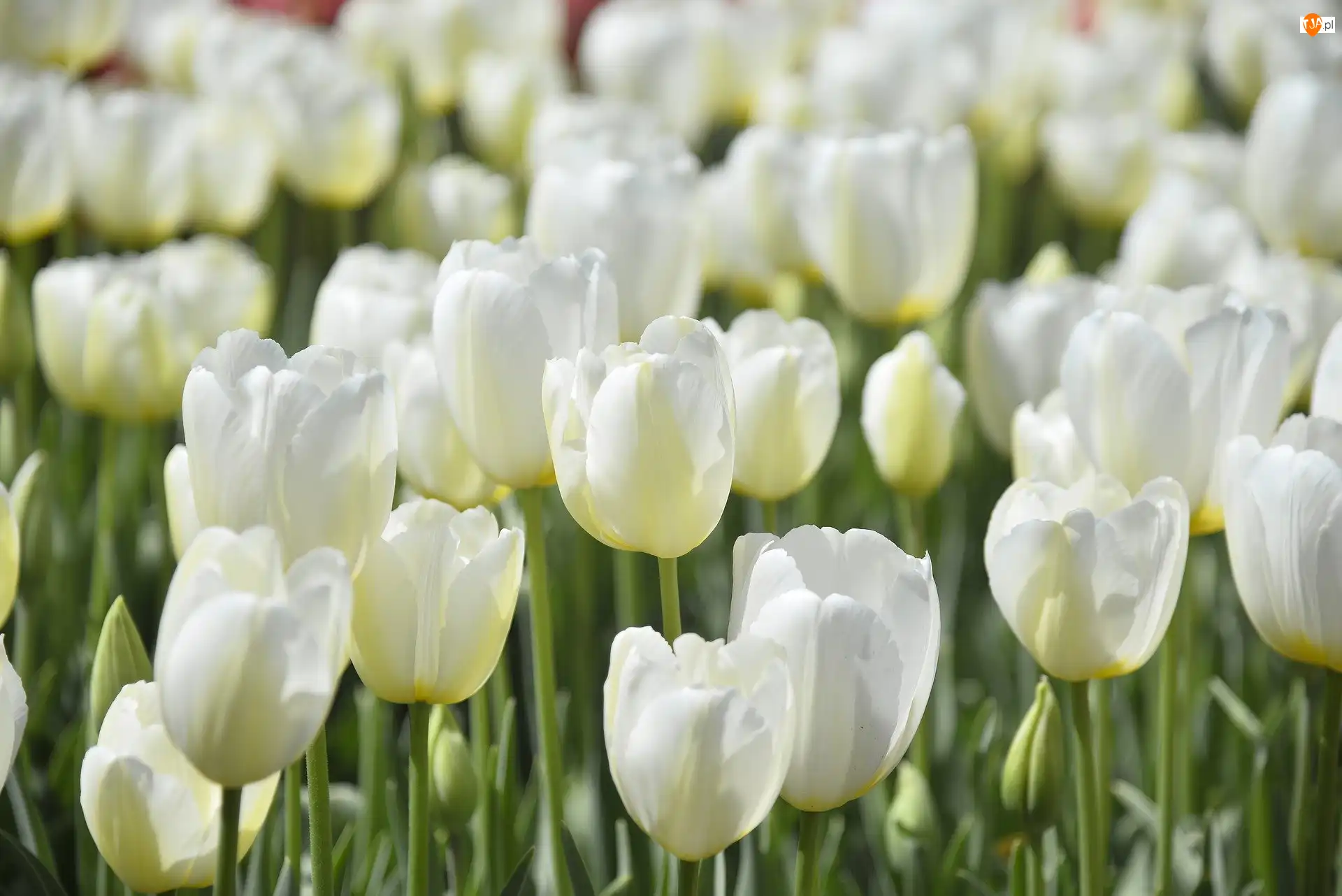 Tulipany, Kwiaty, Biały
