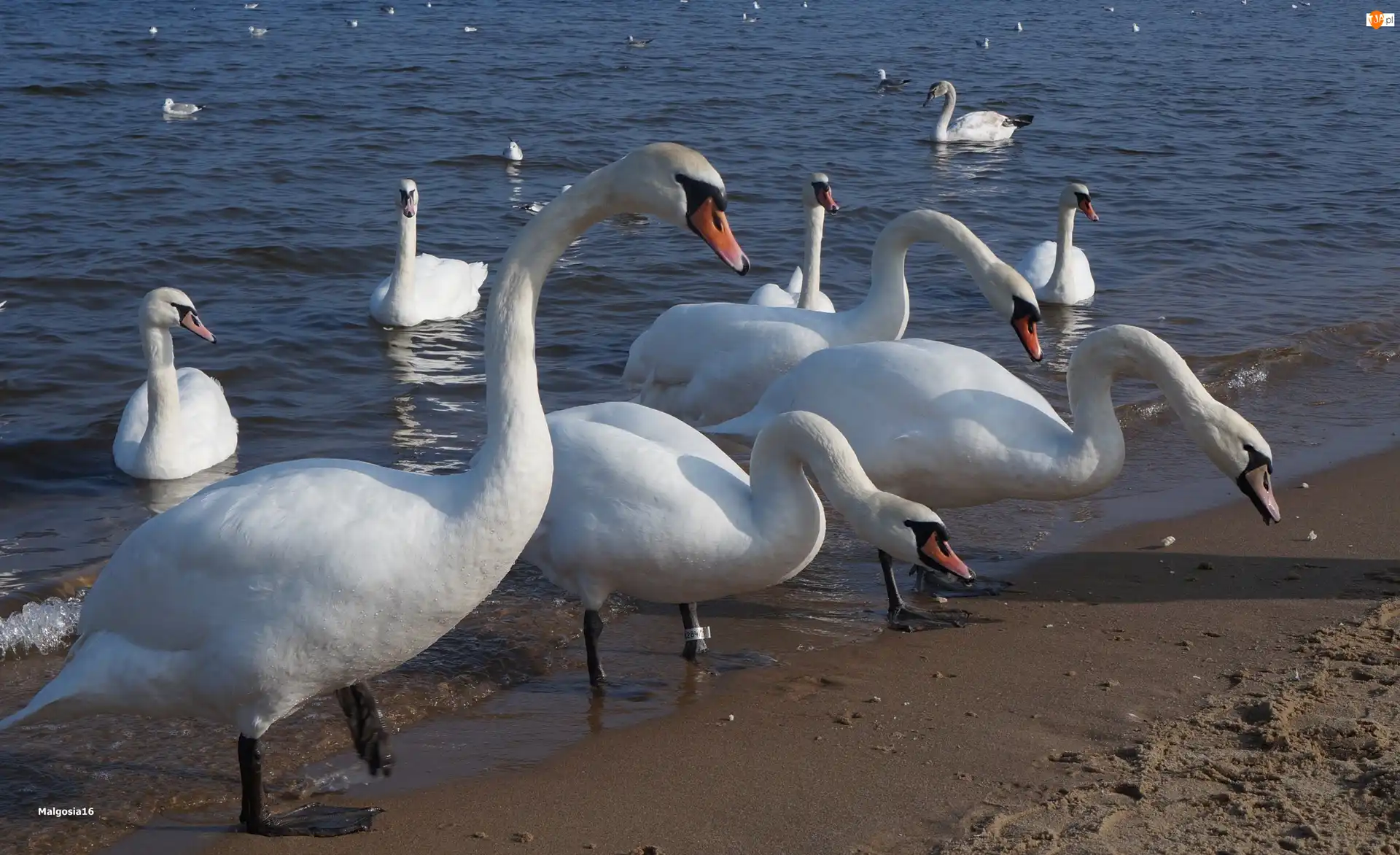 Ptaki, Białe, Morze, Plaża, Łabędzie, Woda