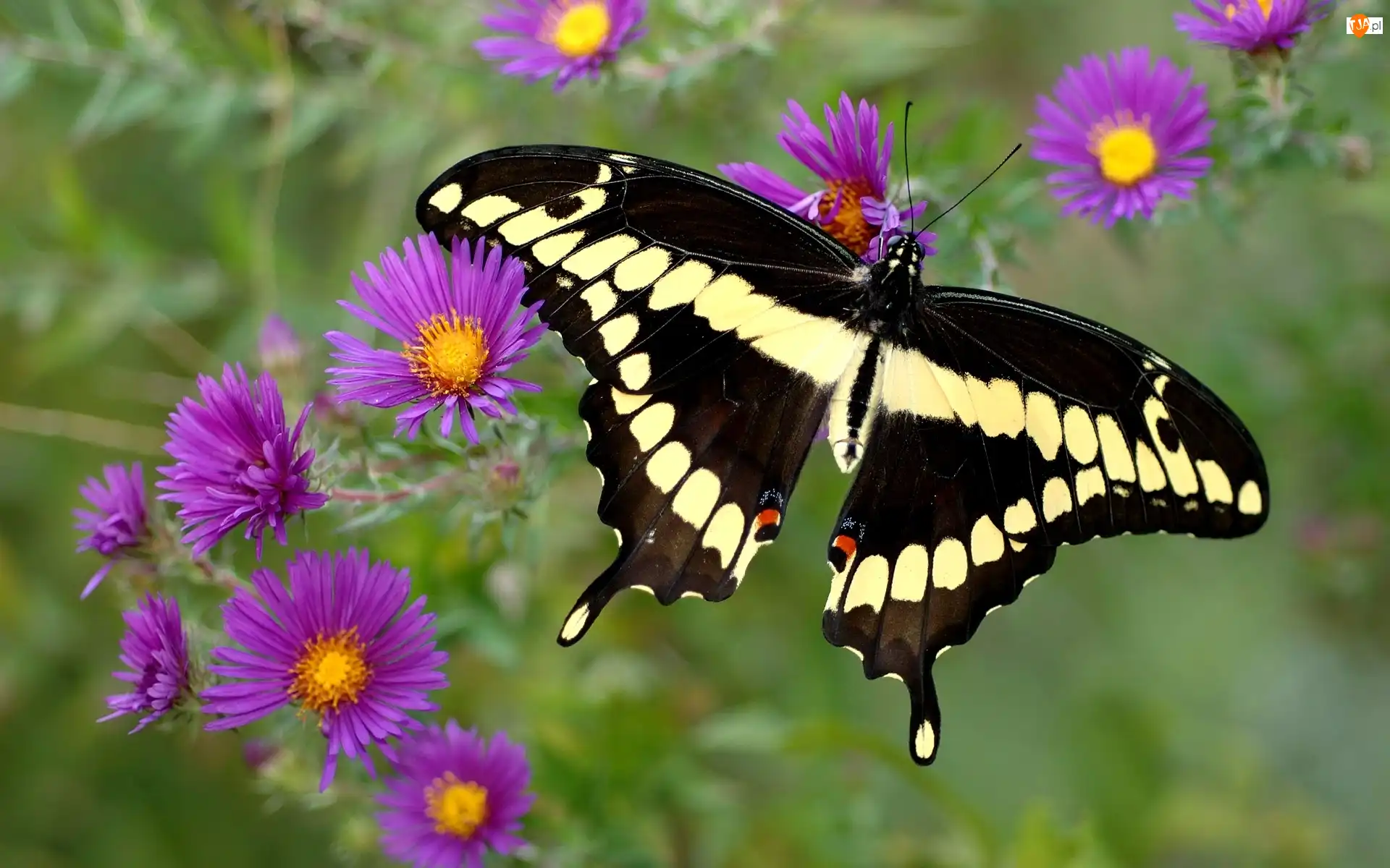 Kwiaty, Motyl, Purpurowe