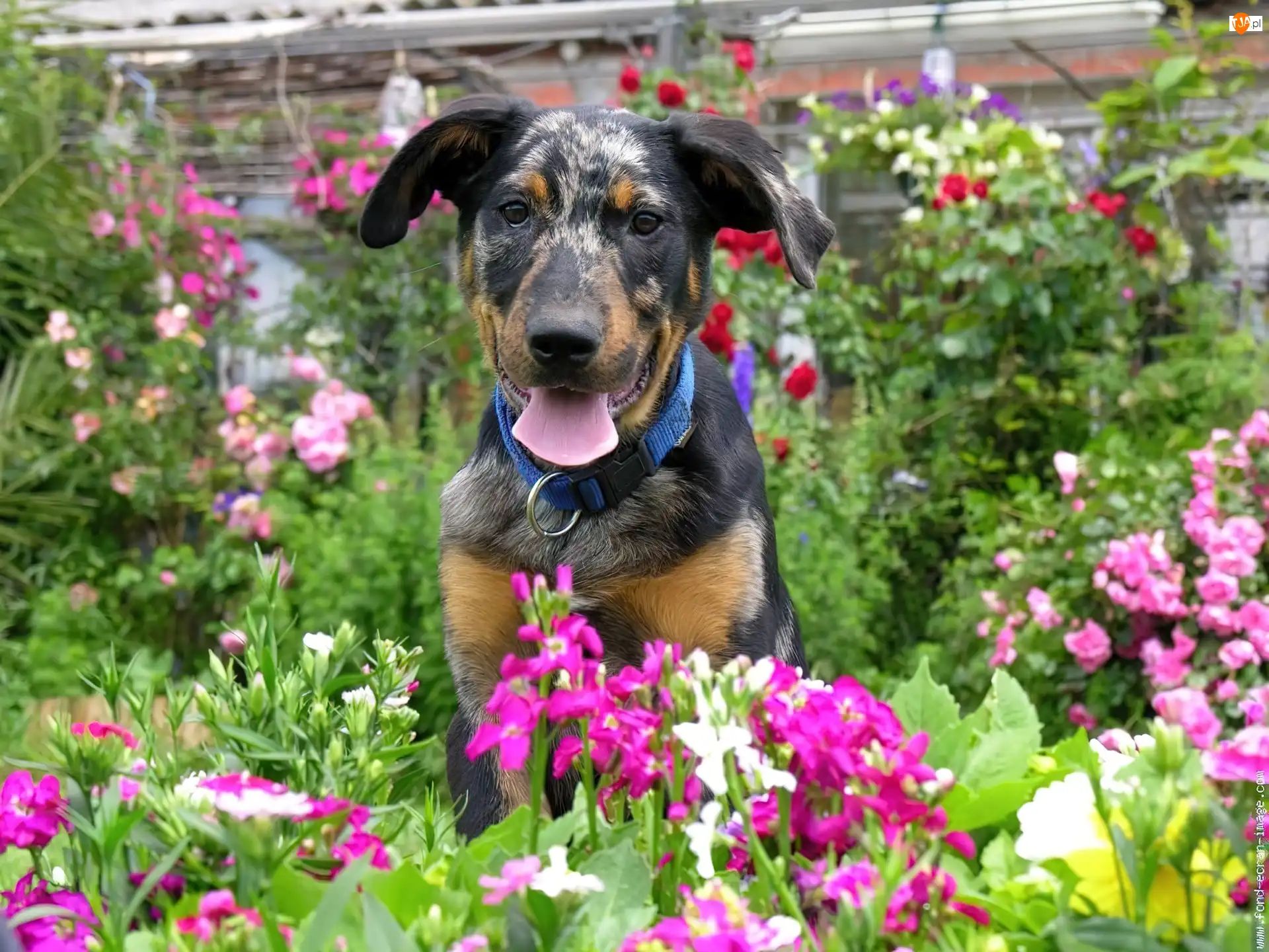 ogród, Młody, Owczarek francuski Beauceron
