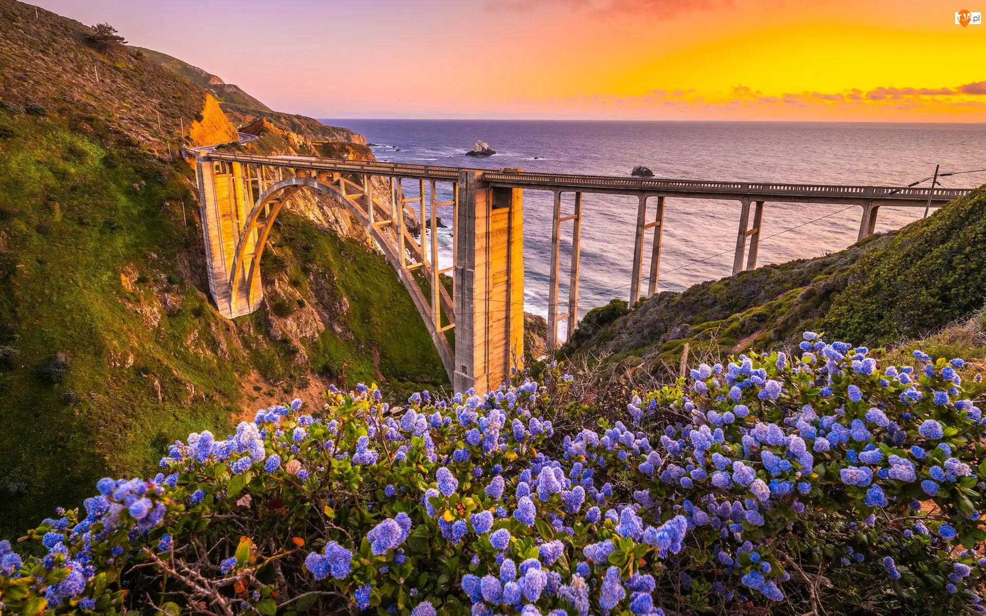 Łąka, Kalifornia, Kwiaty, Region Big Sur, Zachód słońca, Morze, Most Bixby Creek Bridge, Stany Zjednoczone, Wybrzeże