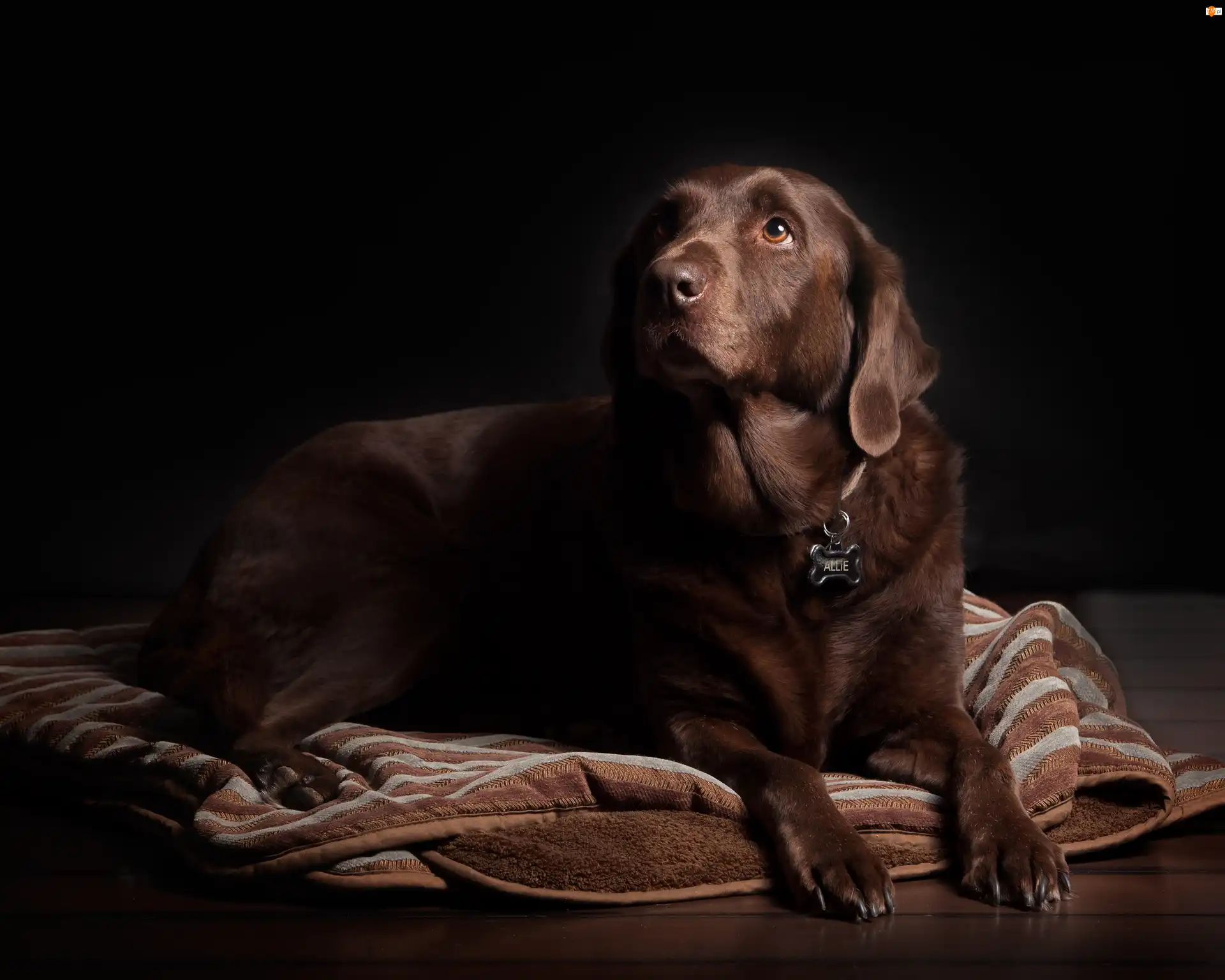 Koc, Brązowy, Labrador Retriever