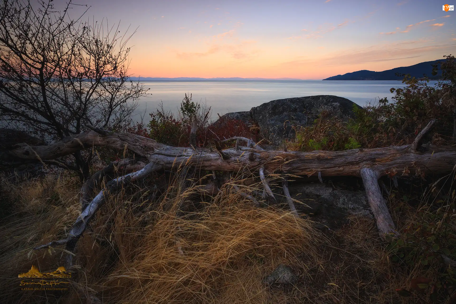 Kanada, Whytecliff Park, West Vancouver, Skały, Morze, Zachód słońca, Konar, Trawy, Drzewo, Kolumbia Brytyjska