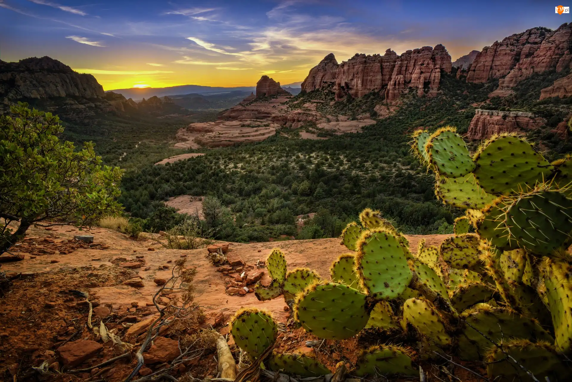 Stan Arizona, Sedona, Drzewa, Stany Zjednoczone, Kaktus, Skały, Góry