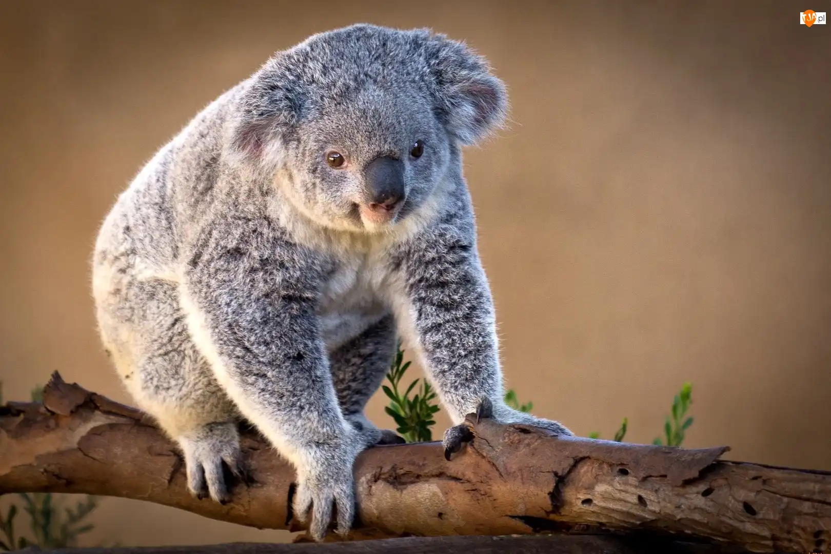 Drzewa, Miś, Koala, Konar
