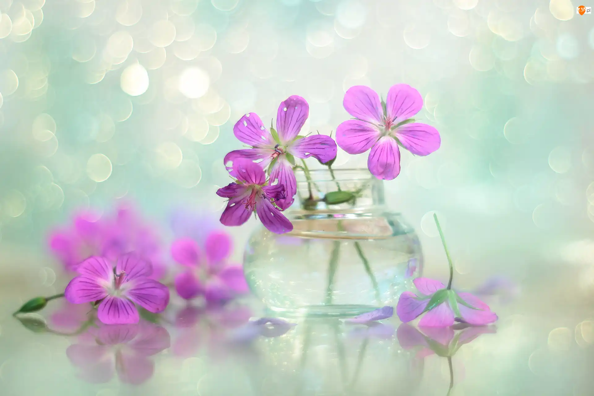 Kwiaty, Bokeh, Różowe, Bodziszek, Wazonik