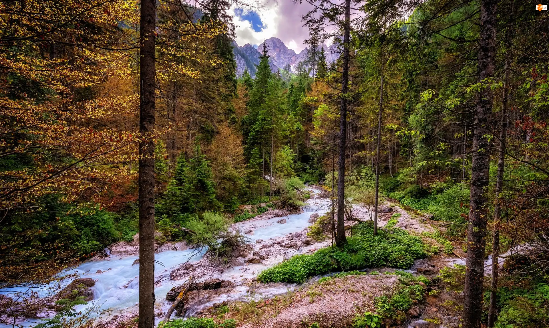 Rzeka, Las, Drzewa