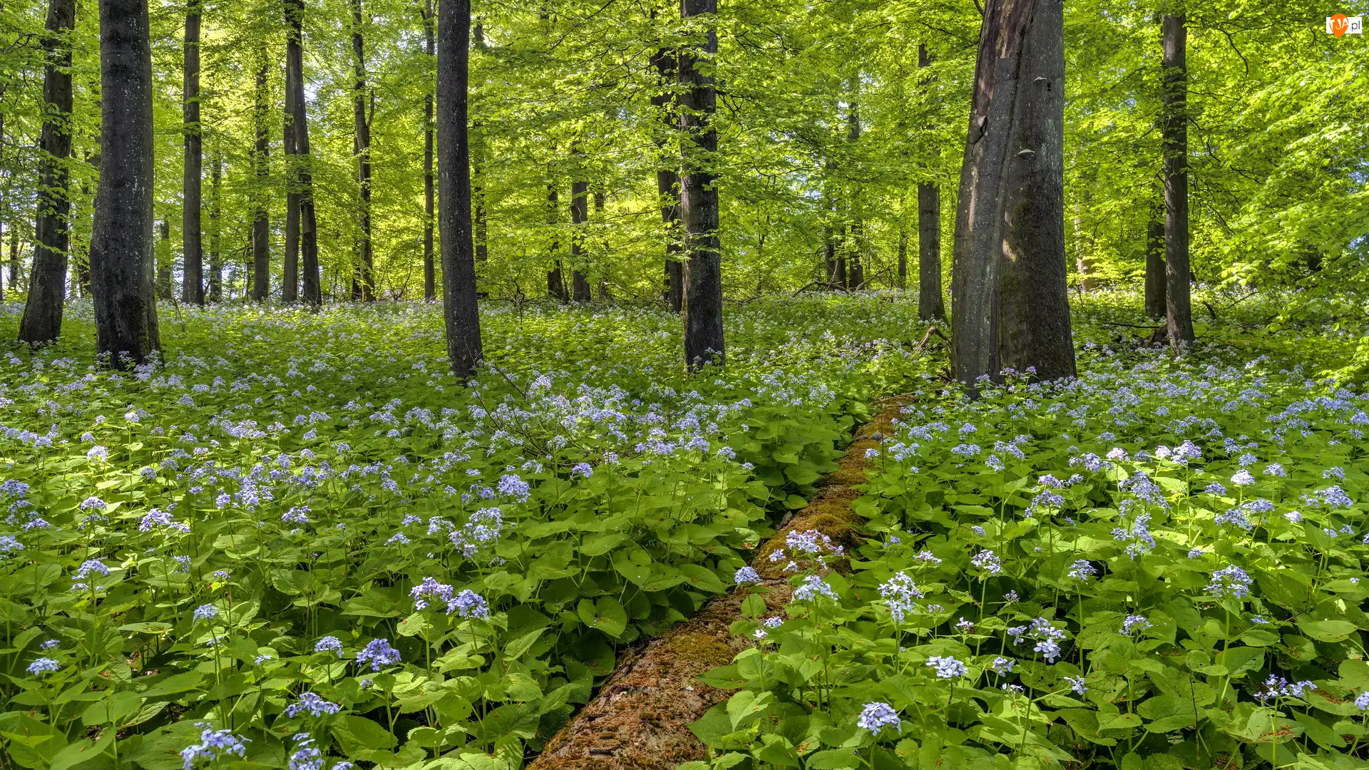 Drzewa, Miesiącznice, Las, Wiosna, Kwiaty