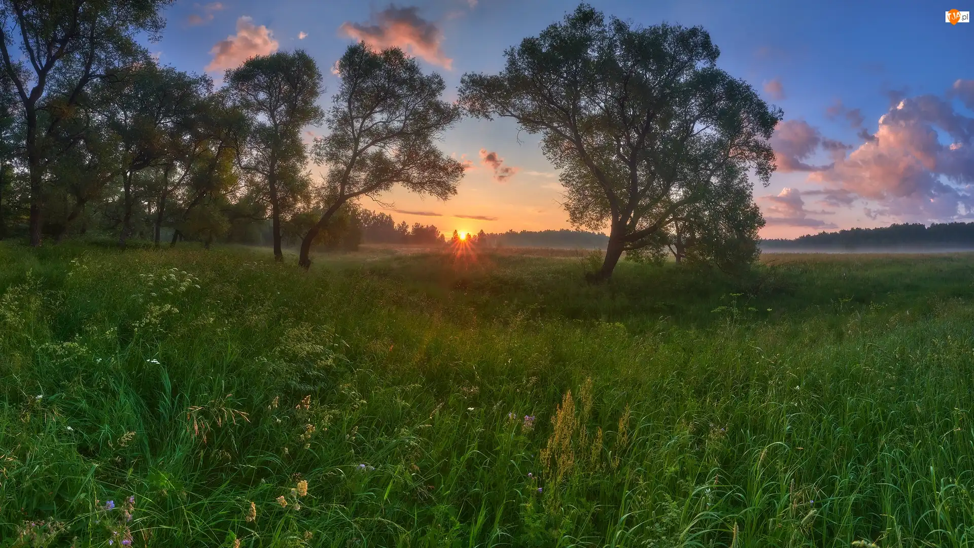 Łąki, Roślinność, Drzewa, Wschód słońca, Trawa