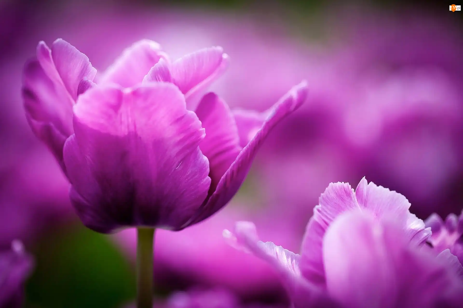 Tulipany, Fioletowe
