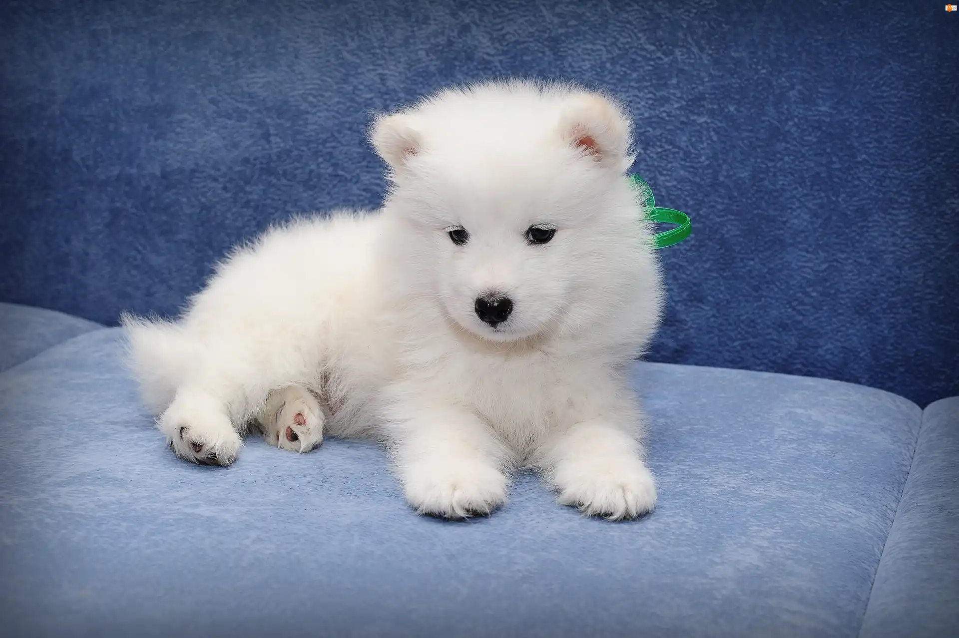 Samojed, Szczeniak