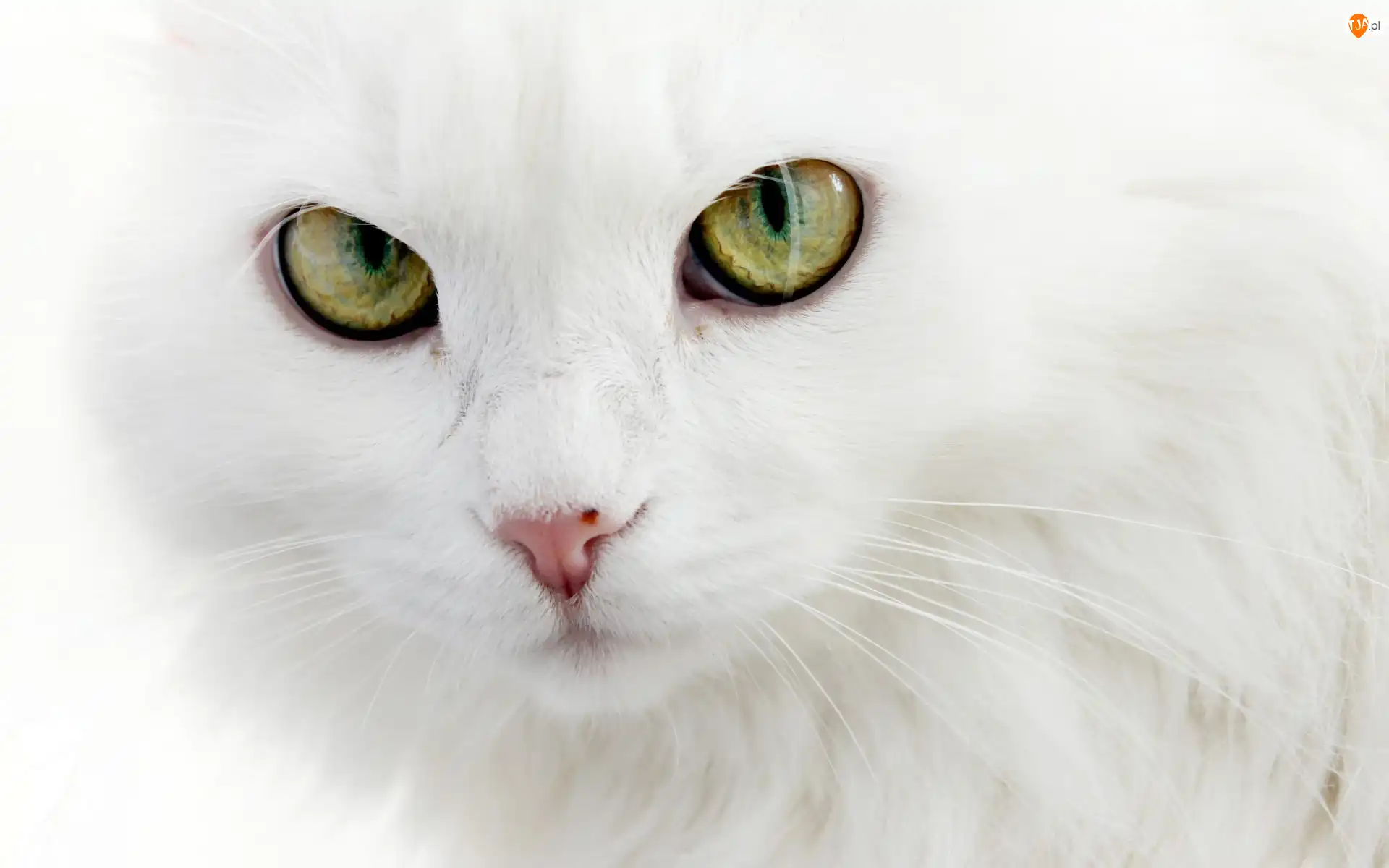 turecka angora, Biały, Kot