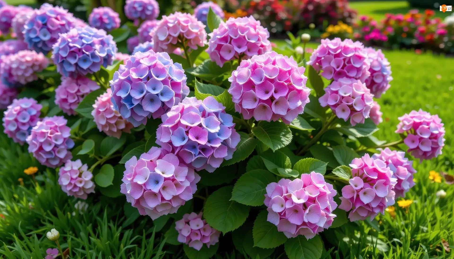 Kwiaty, Różowo-niebieskie, Hortensje