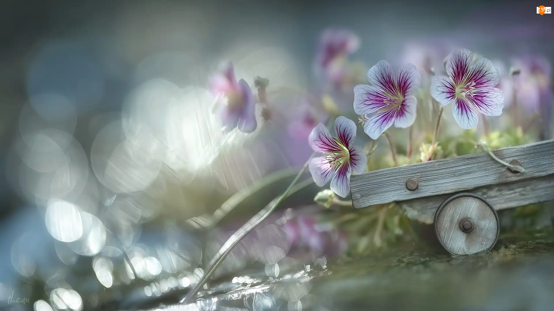 Kwiaty, Bodziszek, Wózek, Grafika AI, Drewniany, Bokeh