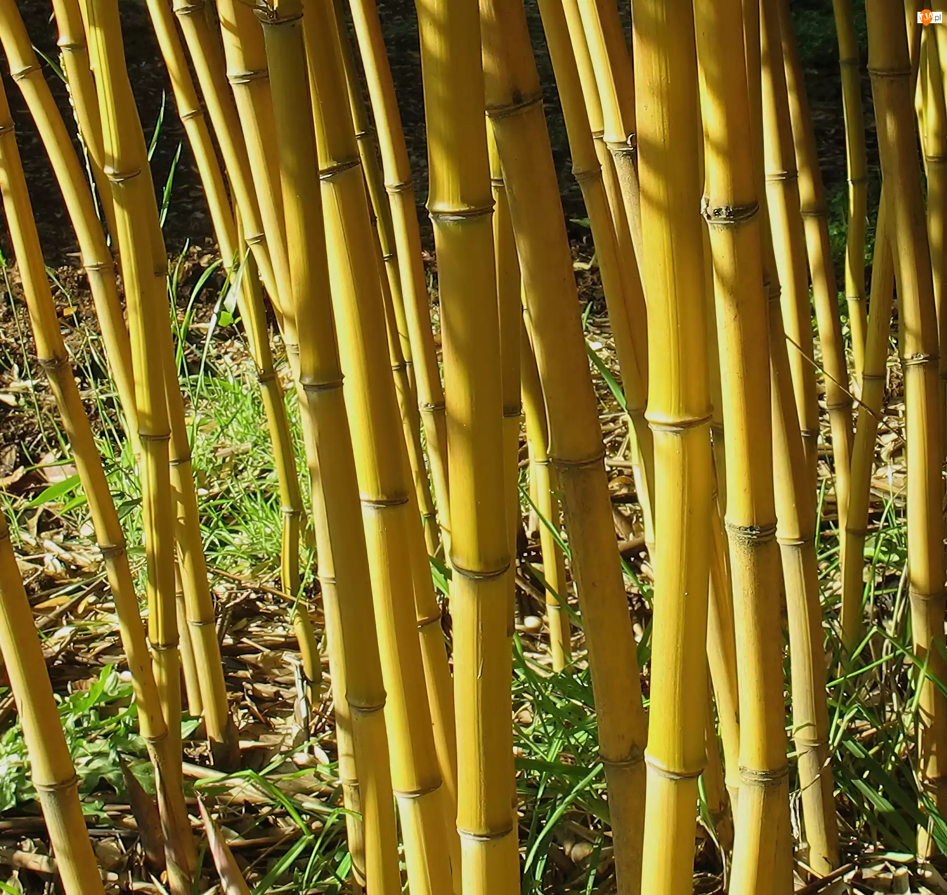 Żółte, Łodygi Bambusa