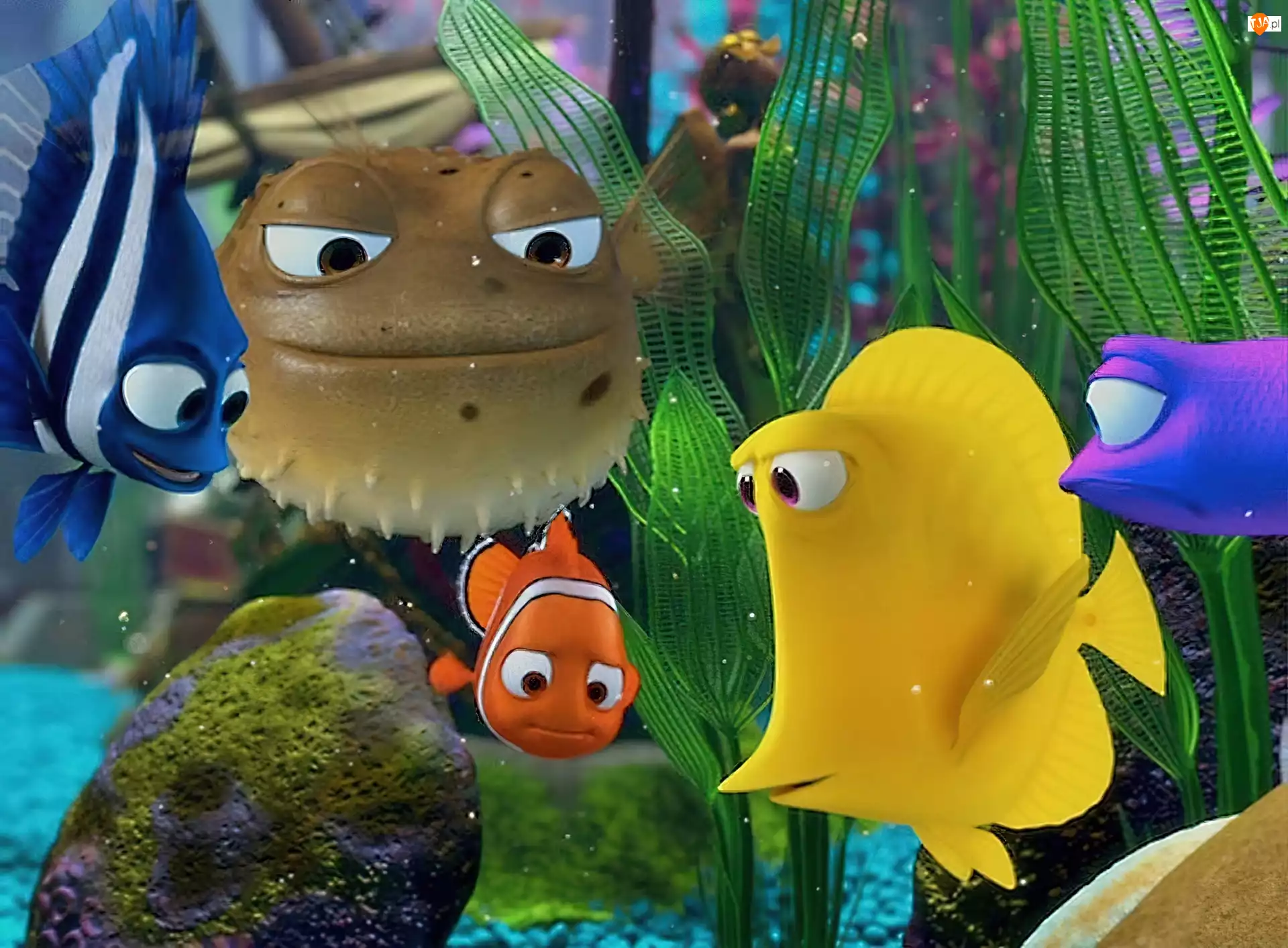 Akwarium, Gdzie jest Nemo, Finding Nemo