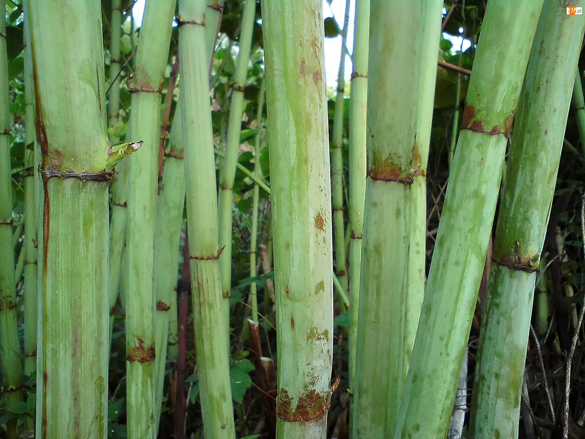 Łodyga, Bambus