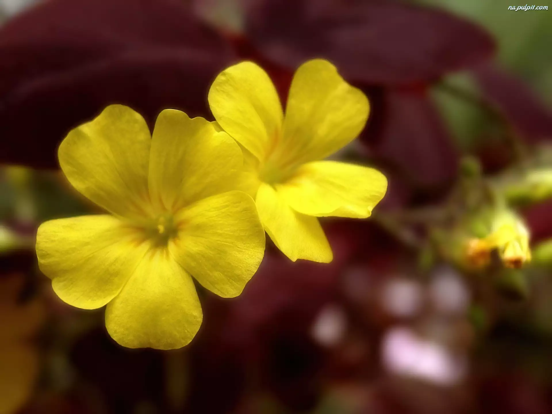 Kwiat, żółty