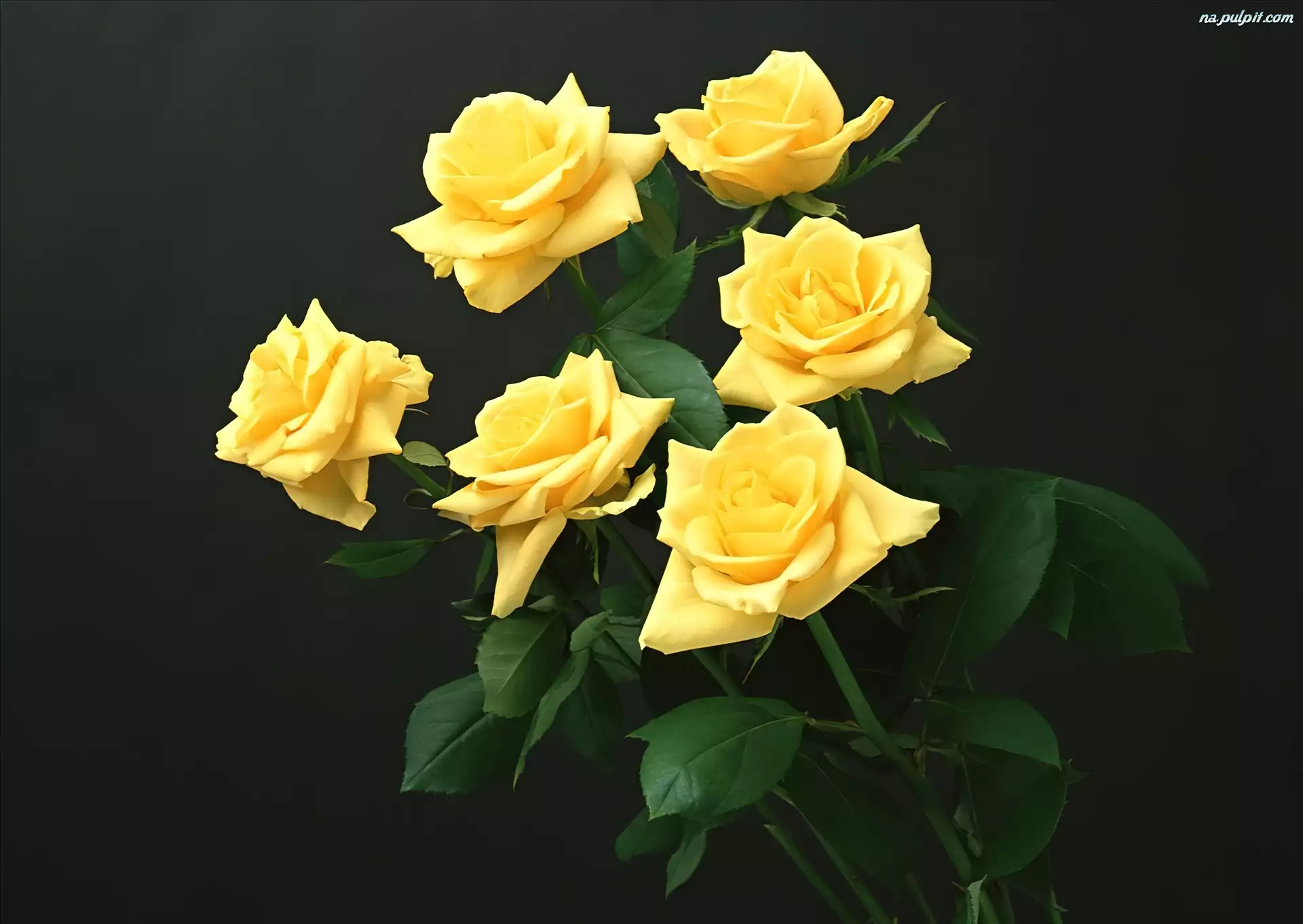 Liście, Żółte, Róże