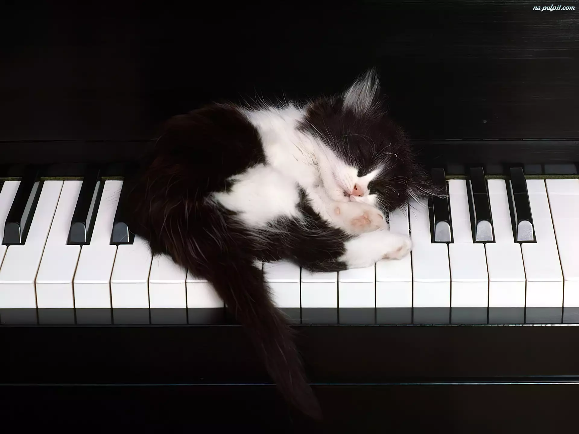 Fortepian, Słodki, Śpiący, Kotek