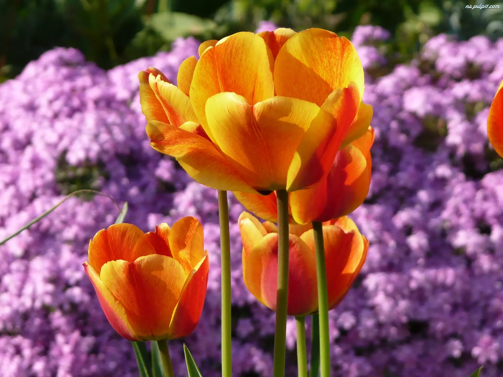 Pomarańczowe, Tulipany
