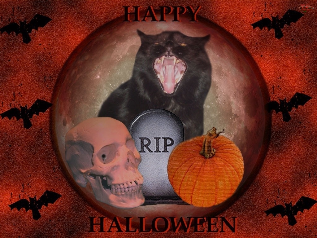 kot, Halloween, czaszka , dynia