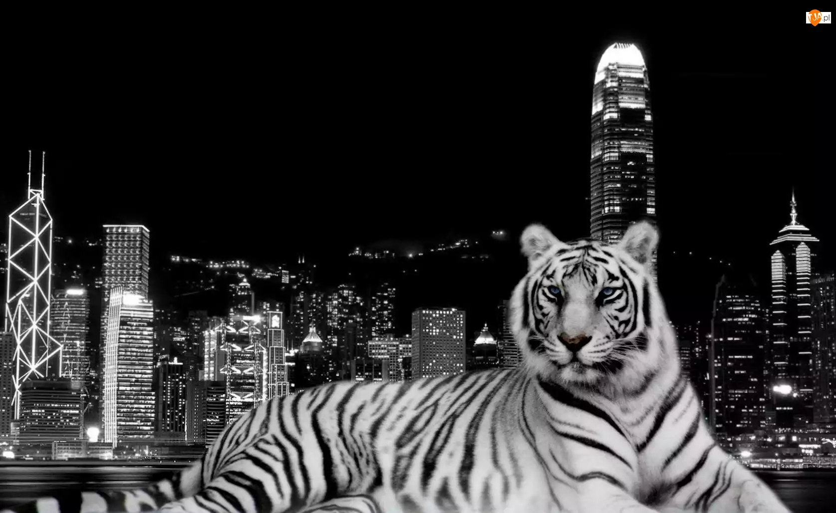 Miasto, Biały, Tygrys