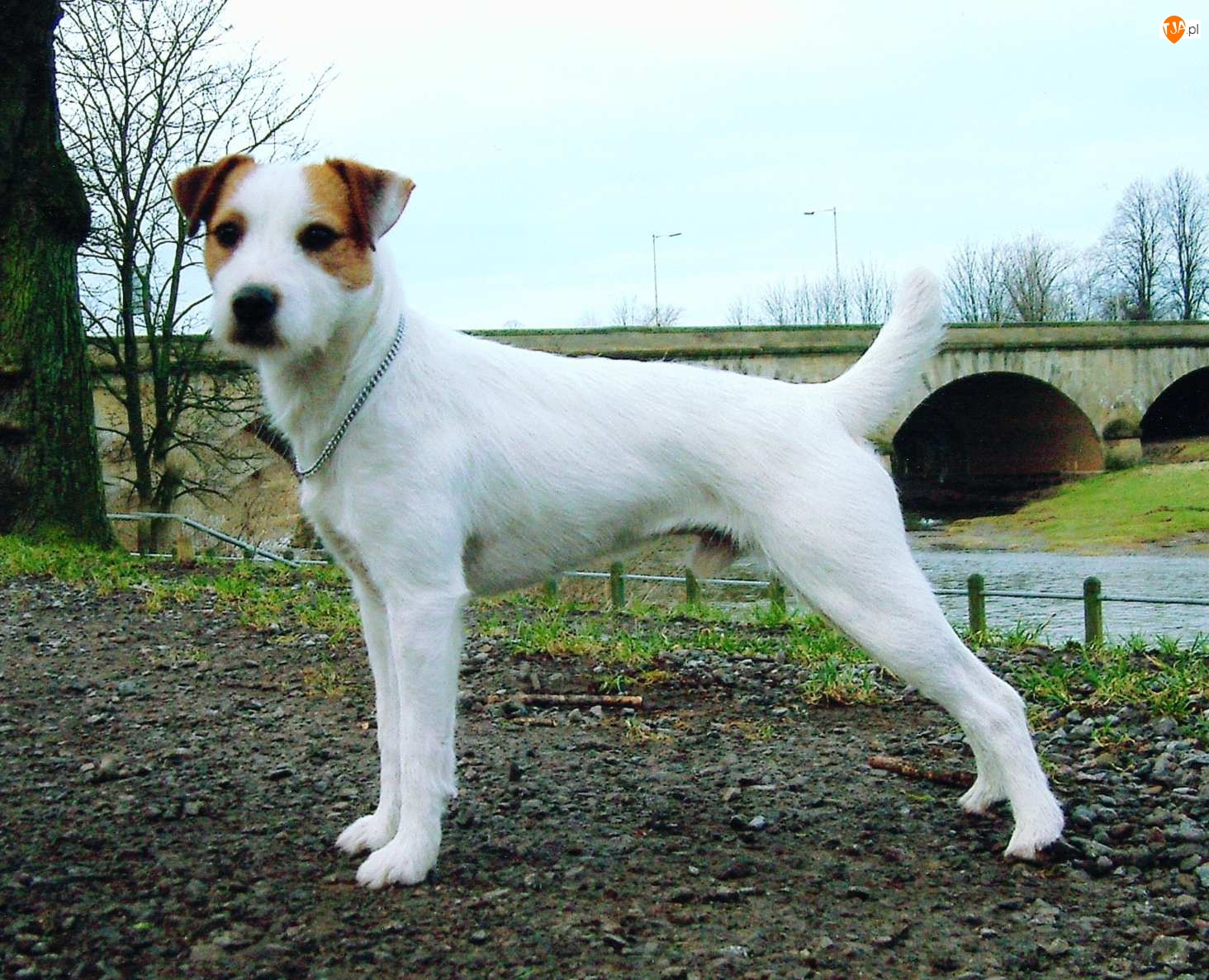 most, Parson Russell Terrier