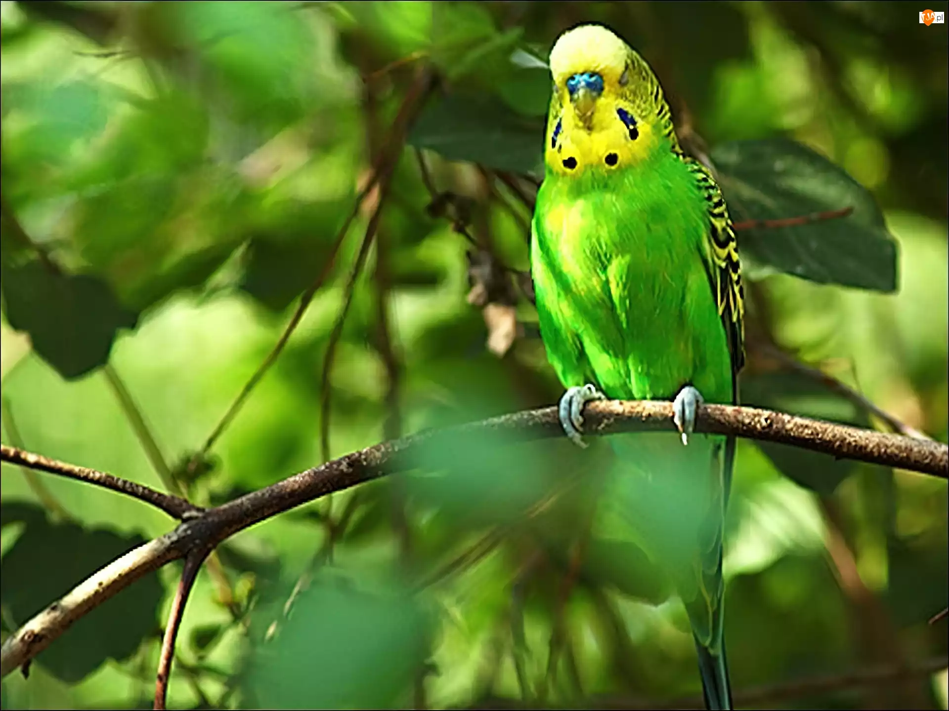 Gałąź, Zielono, Żółta, Papuga