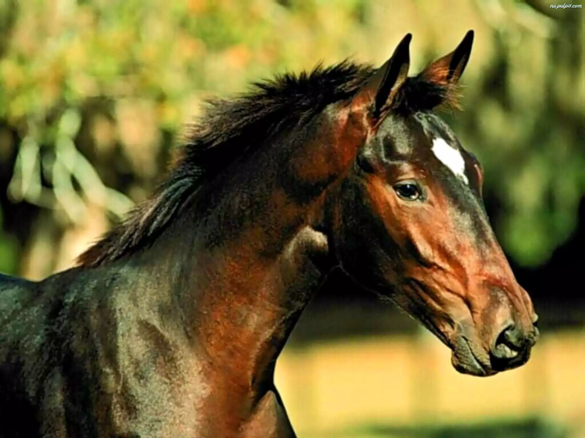 Koń, portret