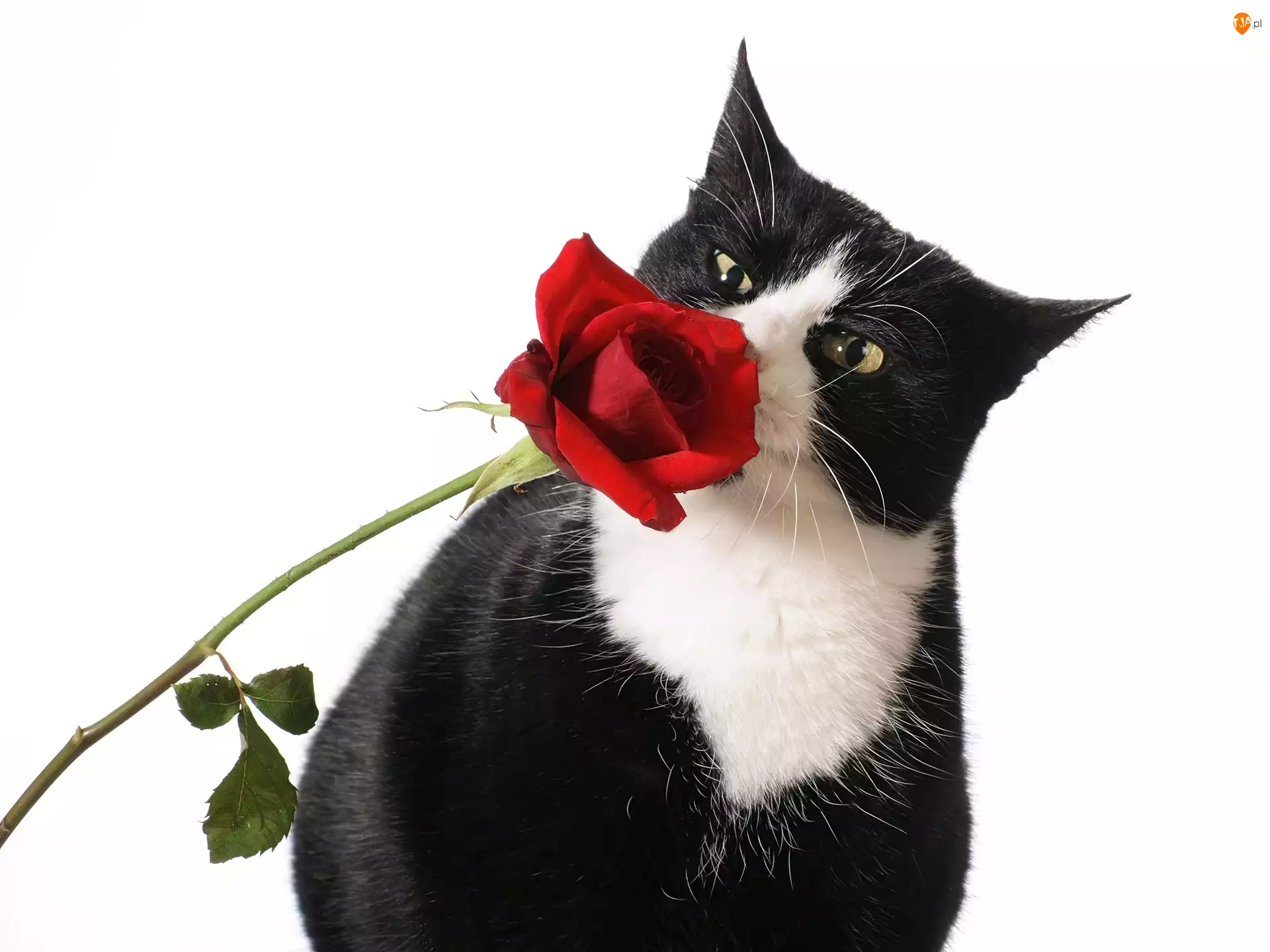 Róża, Kot